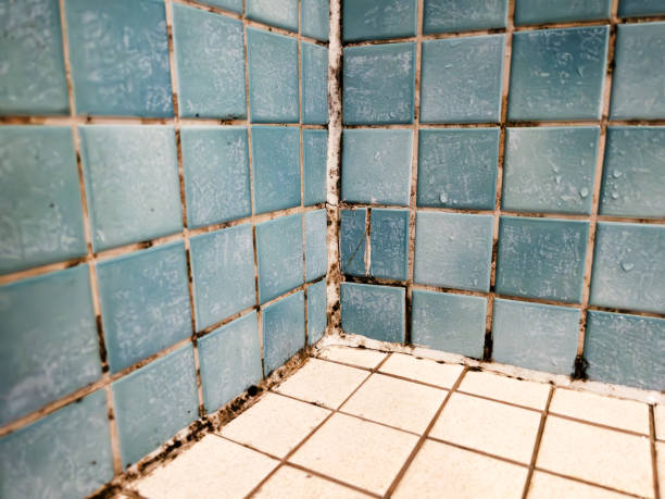 Best Mold Removal for HVAC Installations  in Seaside Heights, NJ