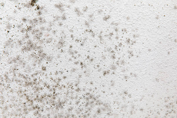 Trusted Seaside Heights, NJ Mold Removal Experts