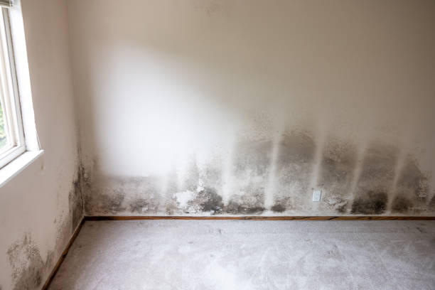 Best Commercial Mold Inspection  in Seaside Heights, NJ